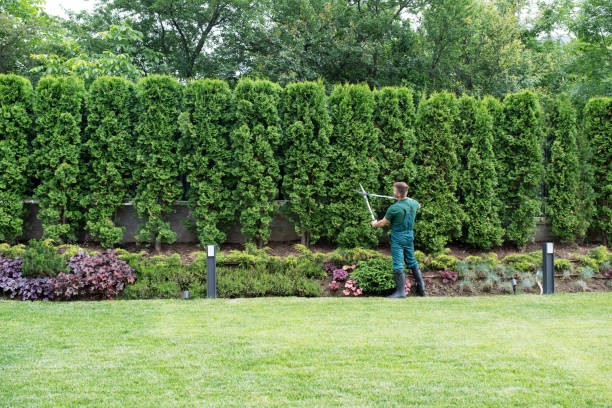 Best Tree Pruning Services  in Brigham City, UT